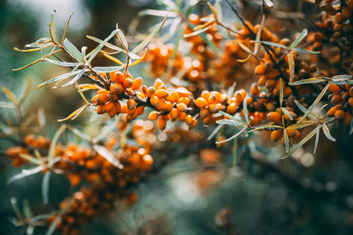 Bright orange sea buckthorn berries clustered on a branch